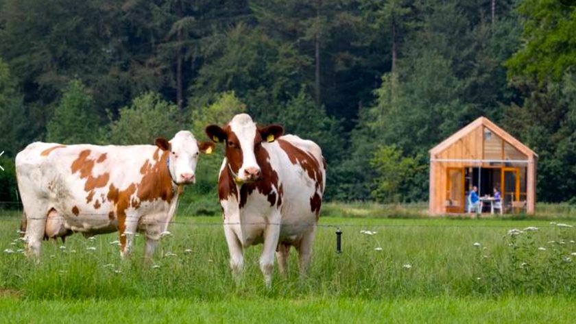 Leukste tiny houses Nederland: Tiny House Diffelen Overijssel