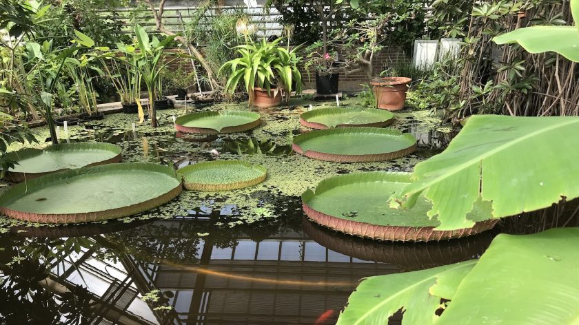 Hortus Botanicus Leiden lelie