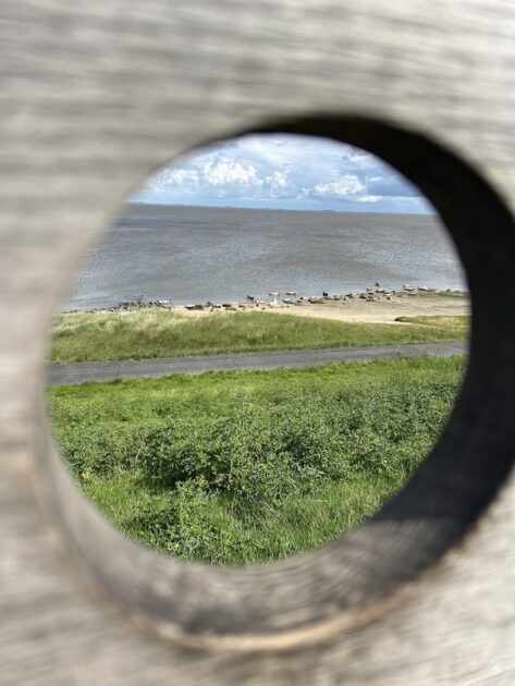 Zeehondenkijkwand bij Termunten