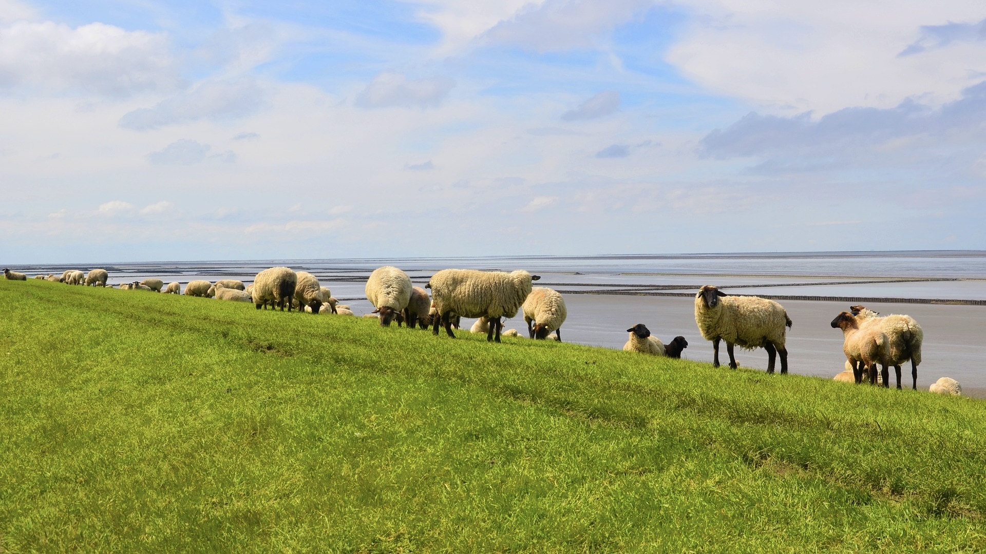 Dijk Waddenzee, De Wadden, naar de dijk in Groningen