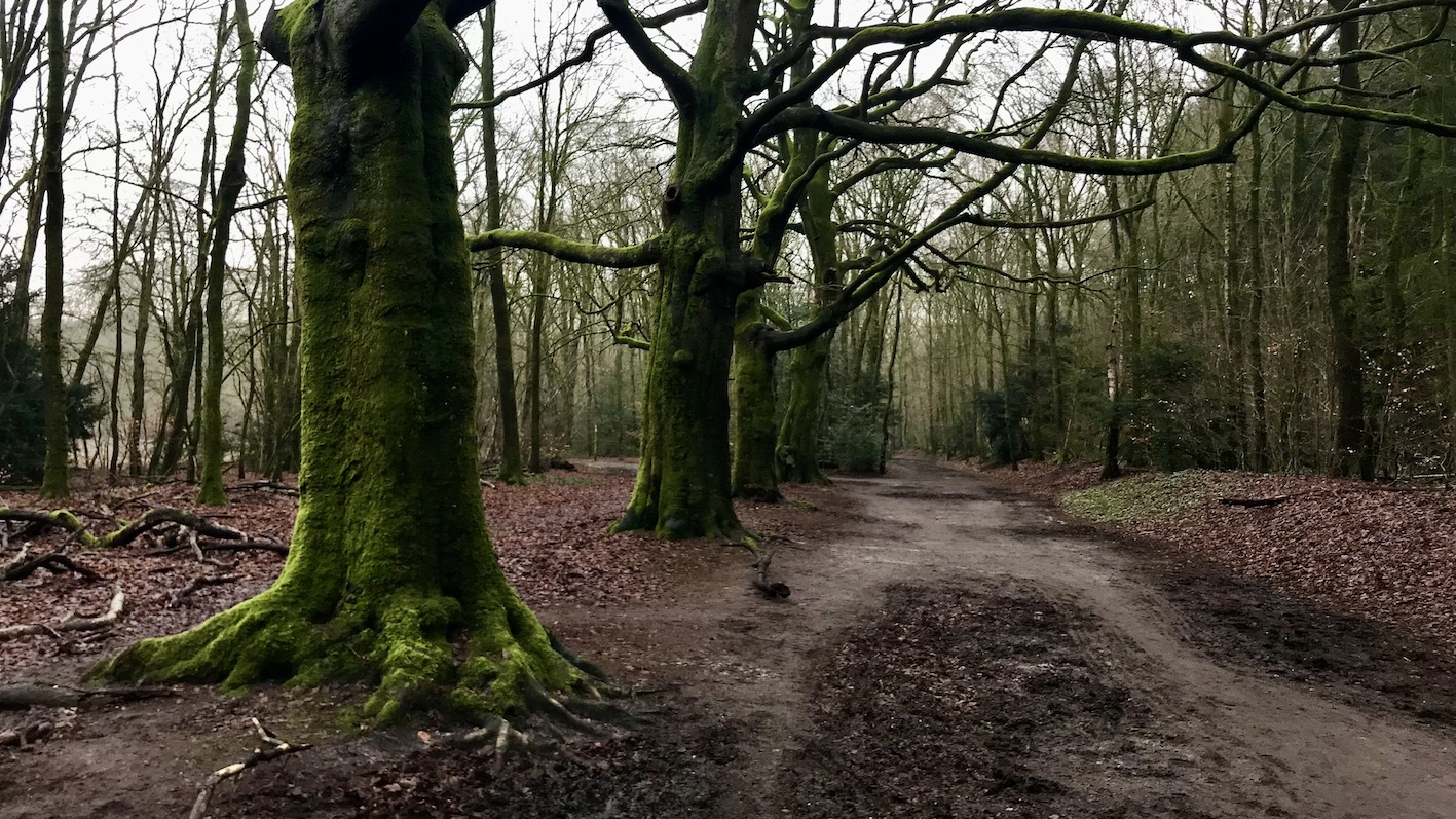 Wandelen: IJzeren Veld, Bikbergen en Crailo - wandelroute in het Gooi