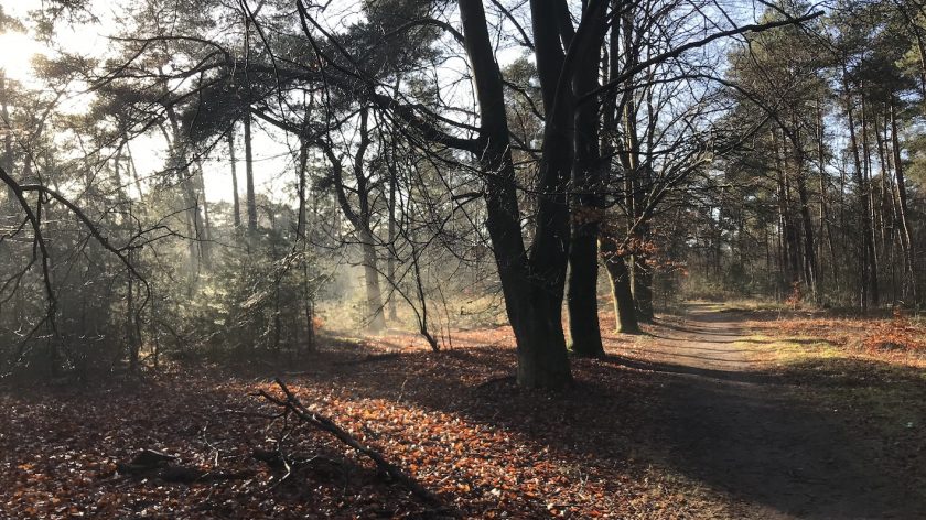 Wandelen Landgoed Den Treek-Henschoten bos met bladeren