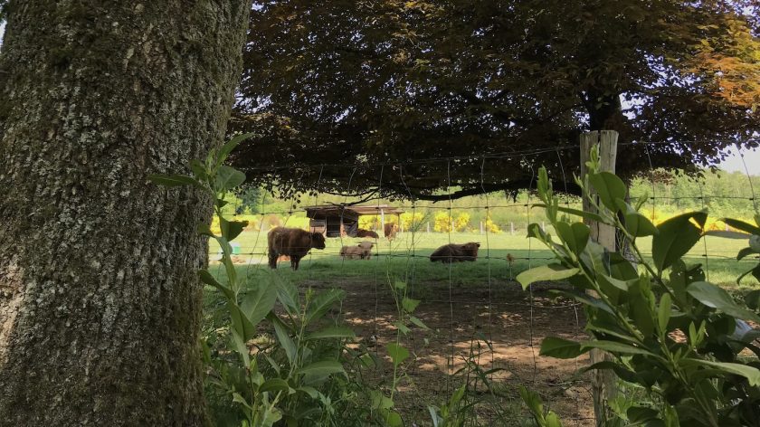 Balade sur les Rives longhorns