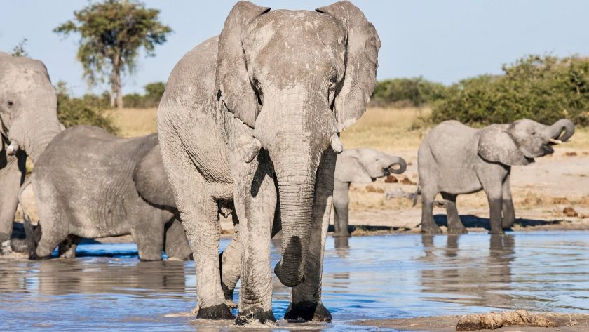 Chobe National Park Botswana olifanten bij een waterhole