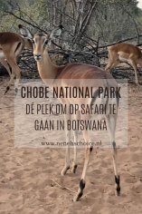 Chobe National Park Botswana springbok