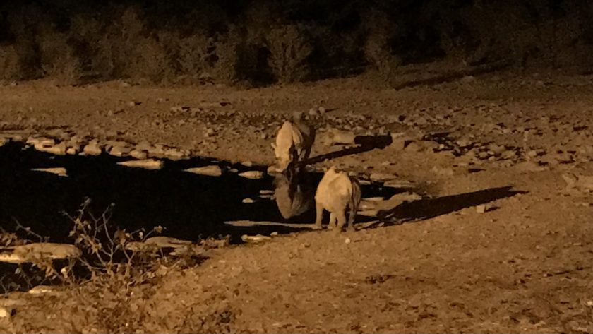 Etosha NP Namibië, Halali Camp neushoorns
