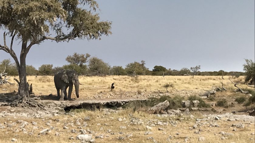 Praktische informatie Namibië, Etosha NP olifant