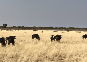 Safari in Etosha National Park wildebeast