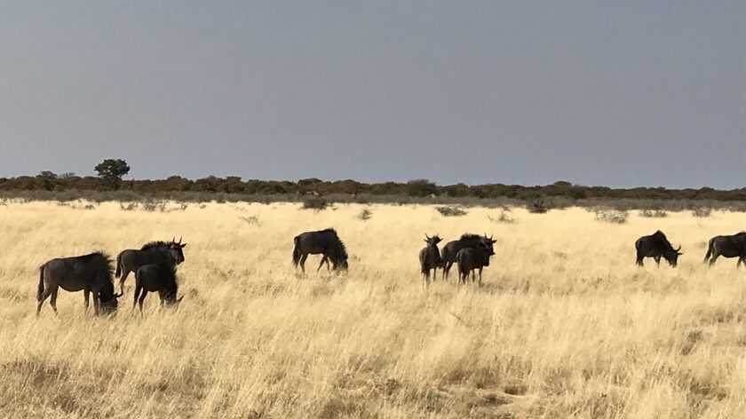 Safari in Etosha National Park wildebeast op de vlakte