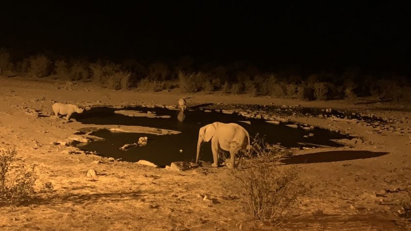 Halali Etosha National Park Namibië zwarte en witte neushoorn