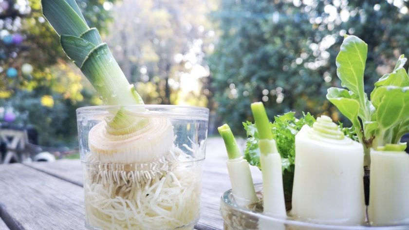 Groenten hergebruiken bosui lente-ui prei