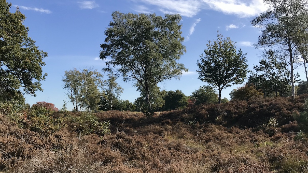 Wandelen buiten in de kuil bij Lage Vuursche wandelroute heide