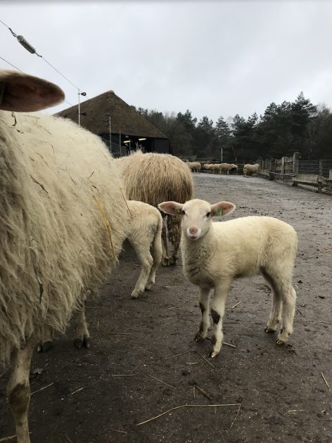 Schaapskooi Ermelose Heide lammetje