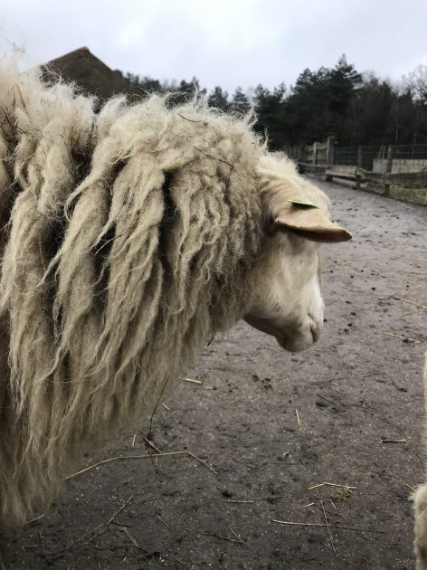 Schaapskooi Ermelose Heide schaap