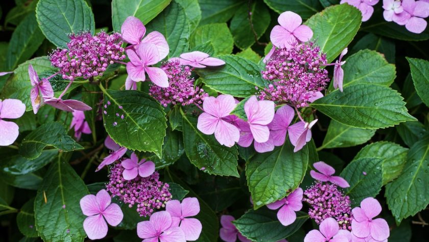 Arboretum Trompenburg Rotterdam lila bloemen