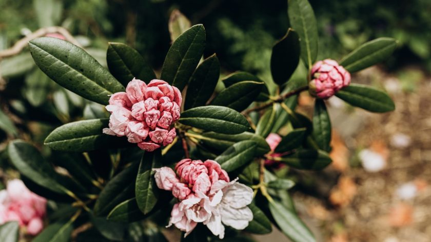 Arboretum Trompenburg Rotterdam rododendrons