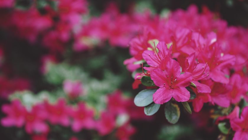 Landgoed Clingendael Den Haag rododendrons