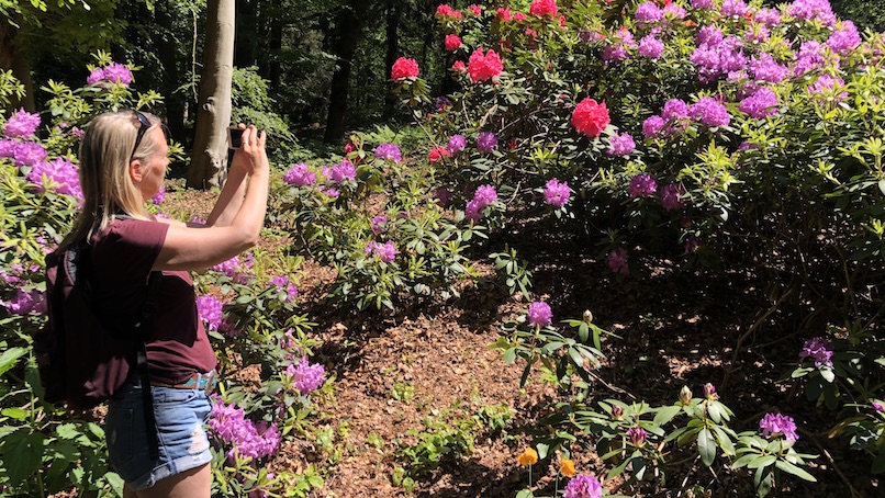 Landgoed Gooilust s Graveland rododendrons Irene foto