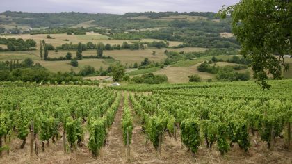 Beaune Bourgogne wijngaarden