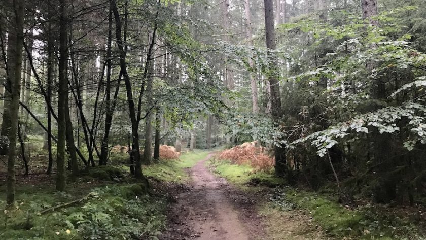 Maissin Redu wandelroute bos