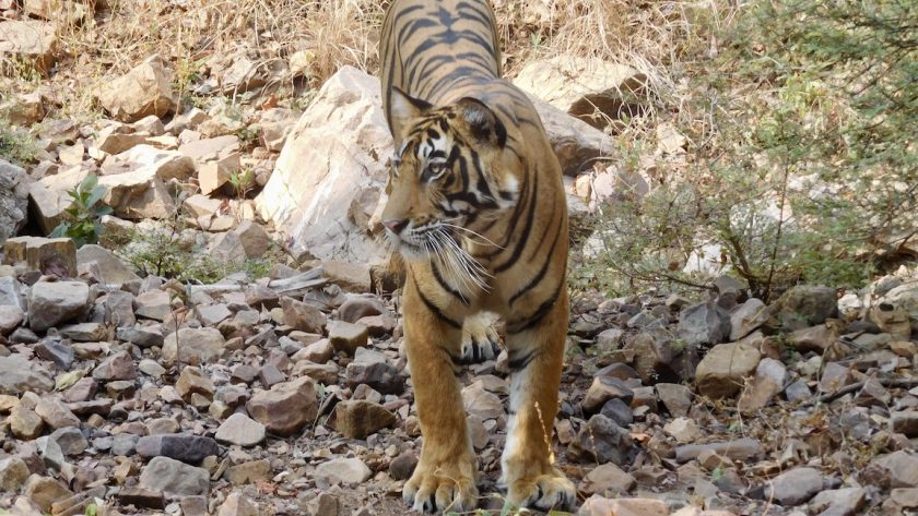 Ranthambore NP Rajasthan India - tijger safari