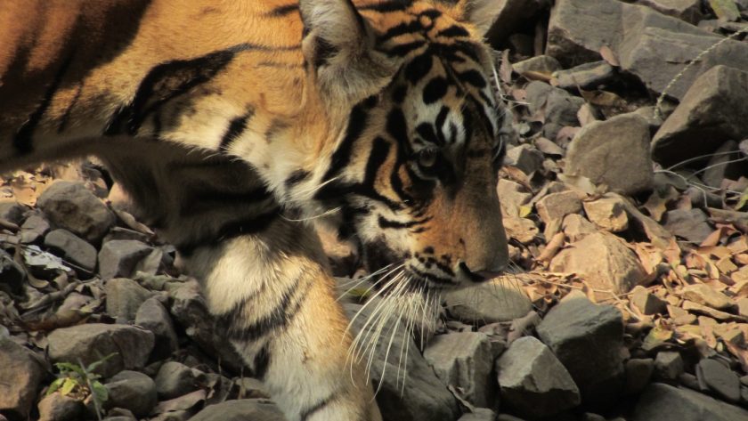 Ranthambore National Park Rajasthan India - tijger safari