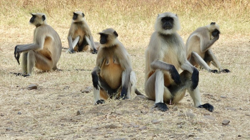 Ranthambore National Park, India apen