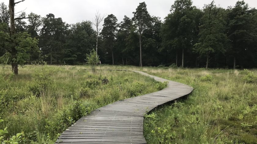 het Nationale Park de Hoge Veluwe vlonderpad bij Jachthuis Sint-Hubertus