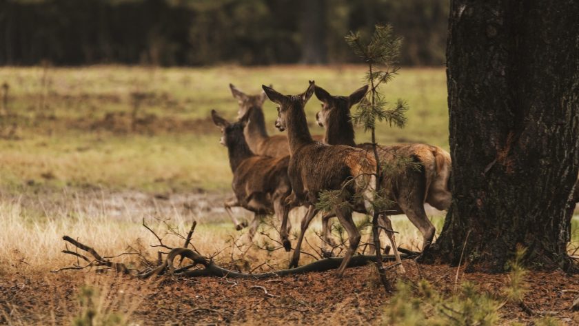 nationaal park hoge veluwe reeën