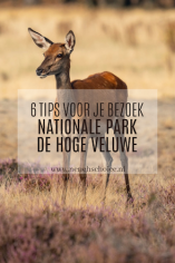 het nationale park de hoge veluwe tips