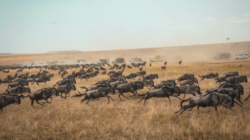 Safari in Afrika - Masai Mara National Preserve Kenia migratie wildebeast