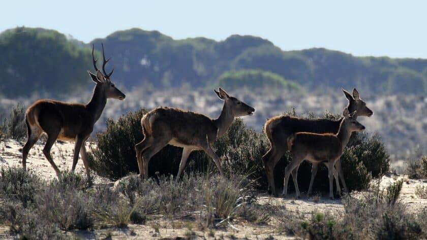 Doñana Nationaal Park in Andalusië Spanje