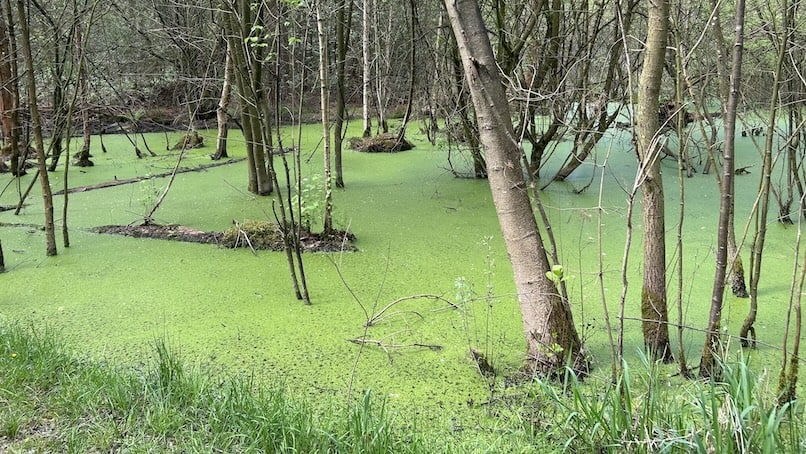 Umfassungsweg Twickel moeras