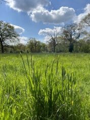 Umfassungsweg Twickel weiden 2