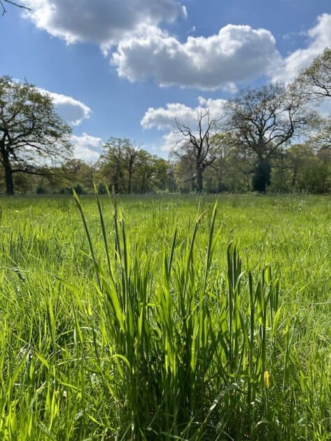 Umfassungsweg Twickel weiden 2