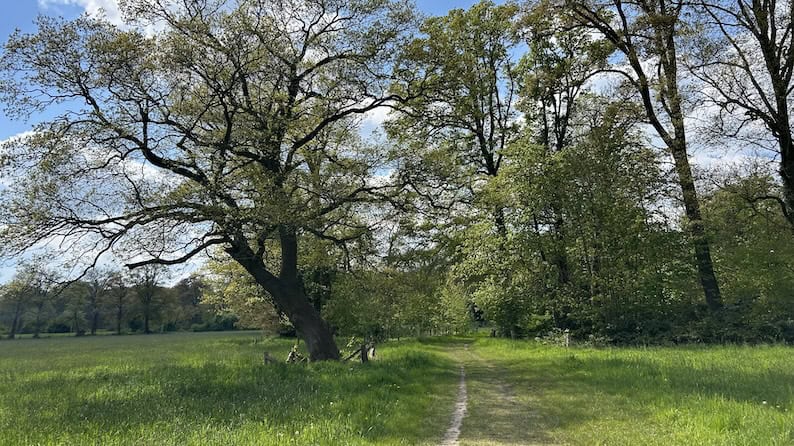 Umfassungsweg Twickel weiden 3