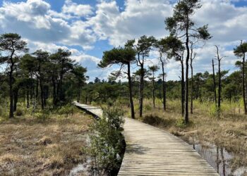 Wandelen Umfassungsweg Twickel vlonderpad