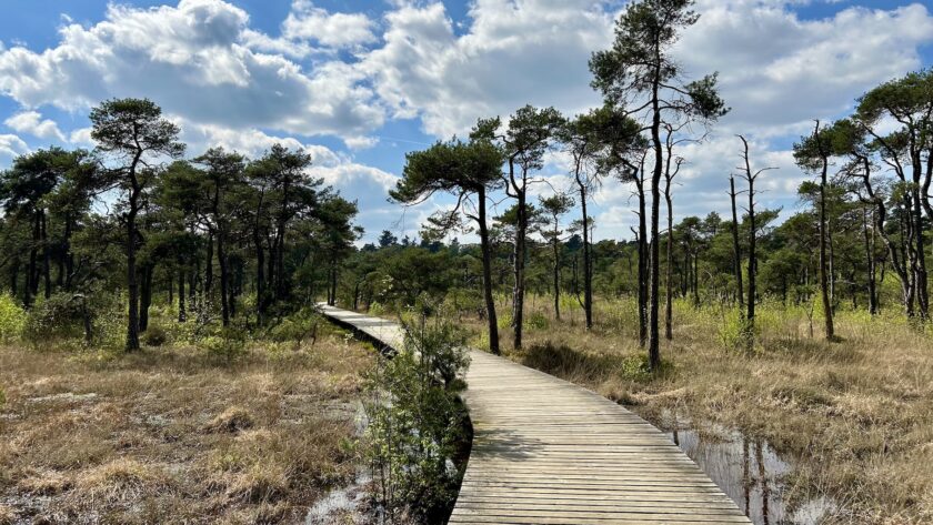 Wandelen Umfassungsweg Twickel vlonderpad