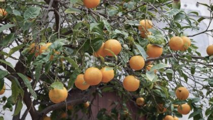 Sóller sinaasappelen Mallorca