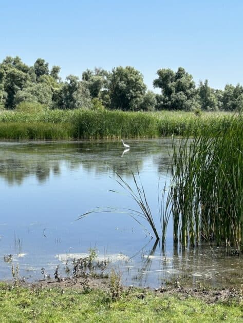 Wandelen Oostvaardersplassen boswachterspad 't Lange pad reiger