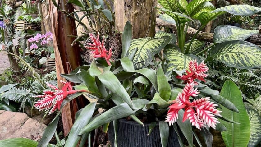 Pantropica Amazonia rode bloem