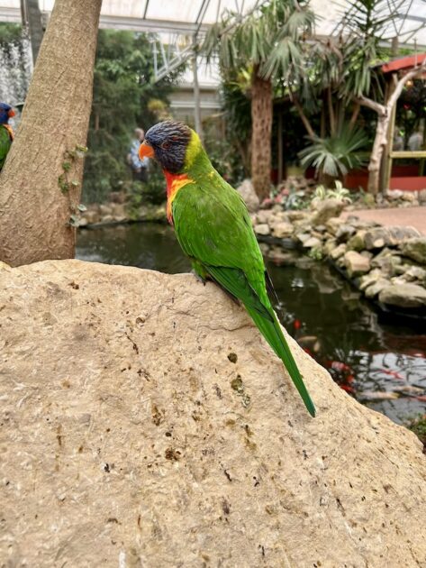 Pantropica lori bush