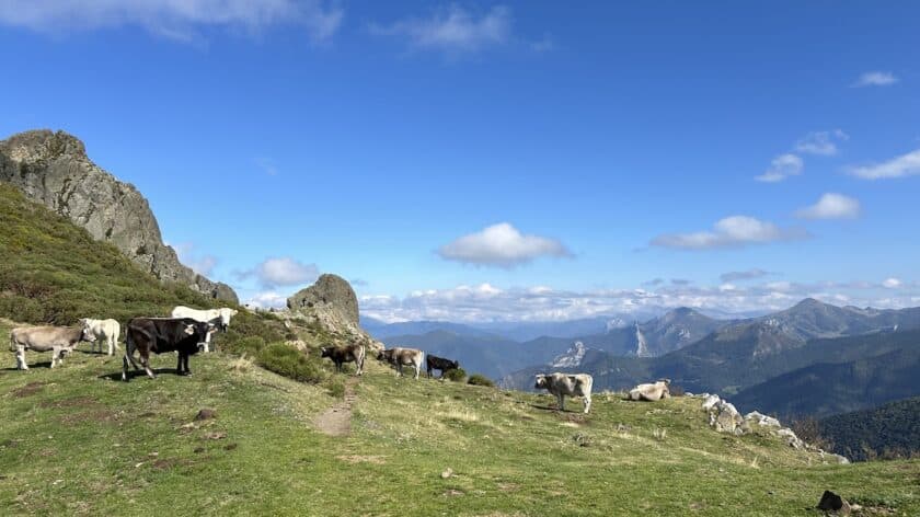 Collado de Llesba Picos de Europa Spanje grazende koeien bij uitkijkpunt