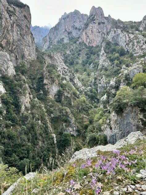 Ruta del Cares Picos de Europa Spanje de kloof met bloemetjes