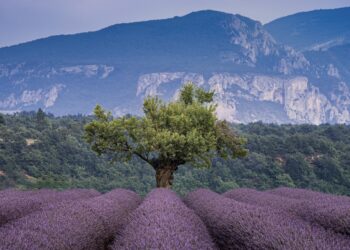 mooiste lavendelvelden in de Provence - Valensole