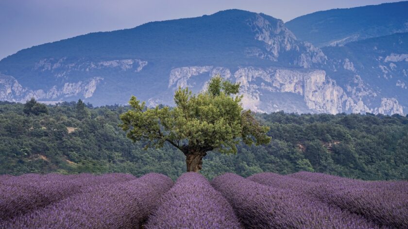 mooiste lavendelvelden in de Provence - Valensole
