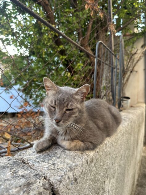 Kokkari op Samos kat