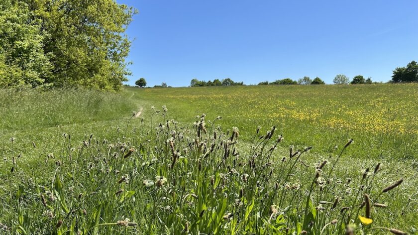 Wandelen in het Geuldal bloemenweide