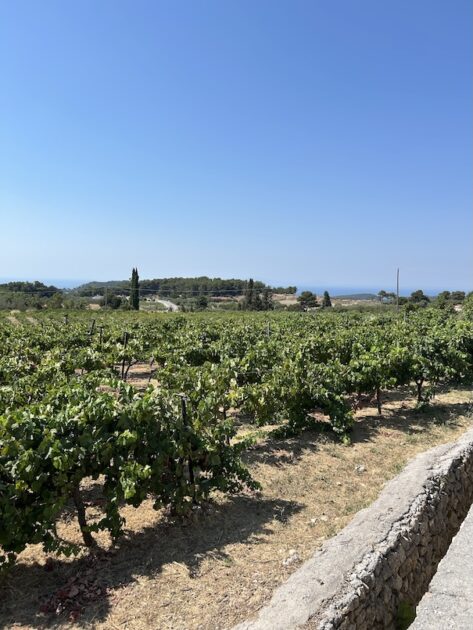 Samos wijngaarden bij wijnhuis Domaine Vakakis