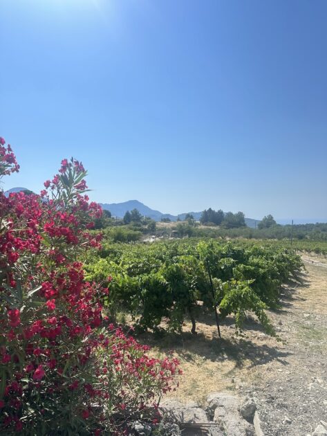 Samos wijngaarden en bougainvillean bij wijnhuis Domaine Vakakis